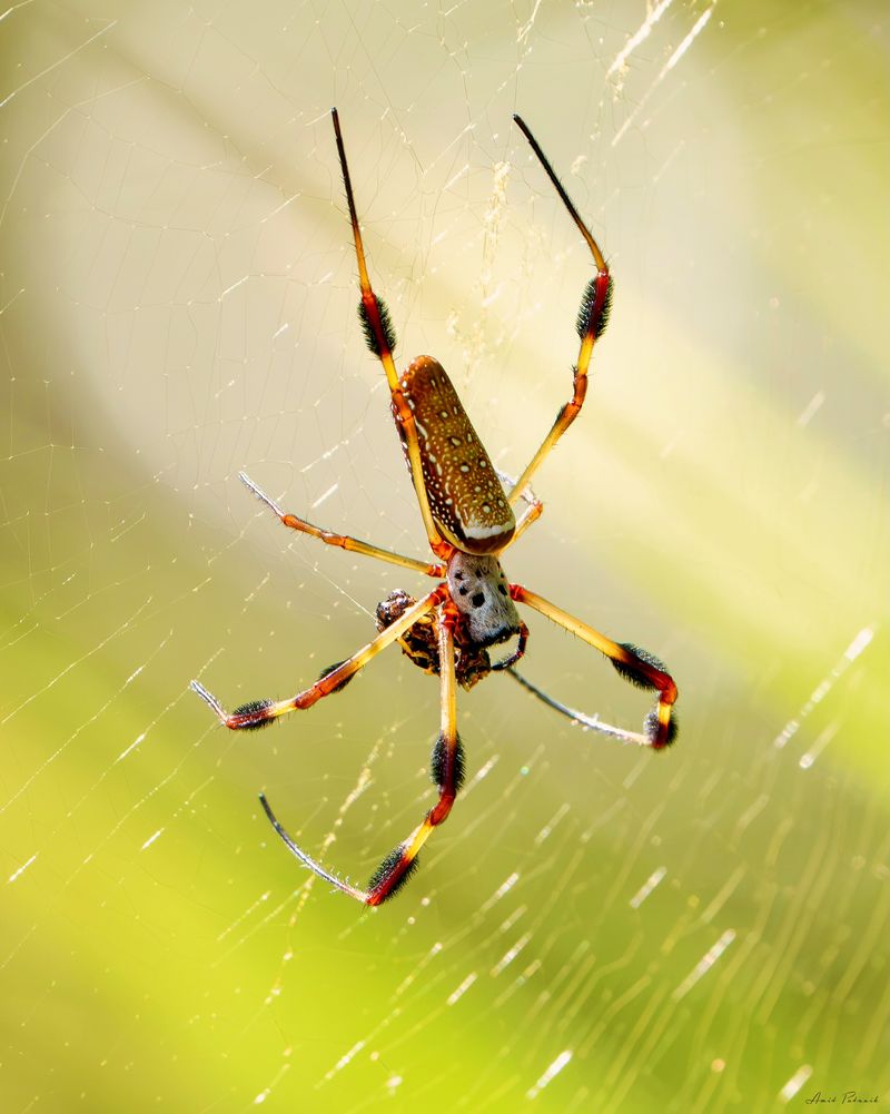 Signs You Are Dealing With This Specific Spider