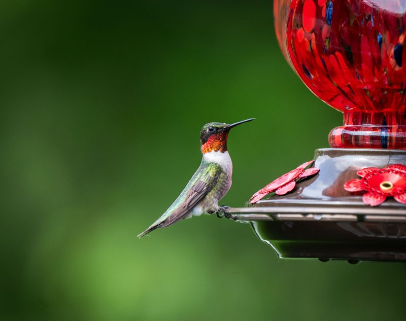 Signs Your Backyard Visitors Are Preparing To Migrate Signs Your Backyard Visitors Are Preparing To Migrate