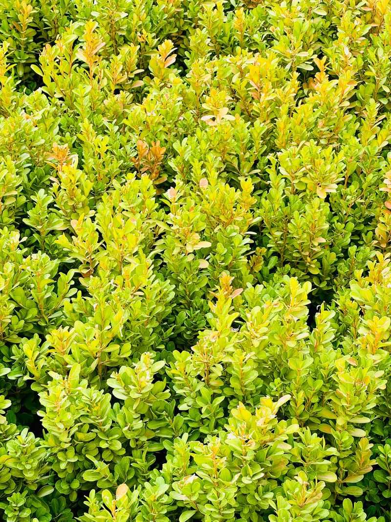 Signs Your Boxwood Hedge Is Infested