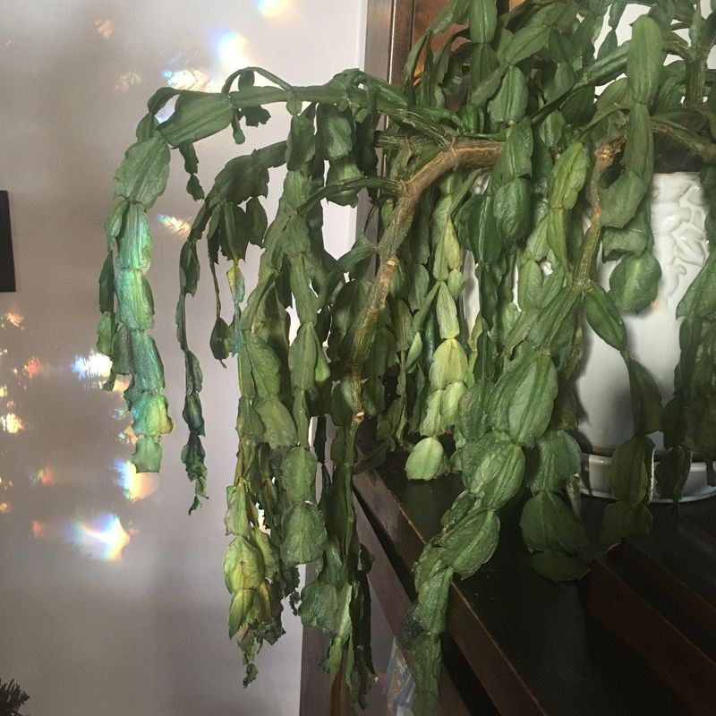 Signs Your Cactus Is Losing Water Too Fast