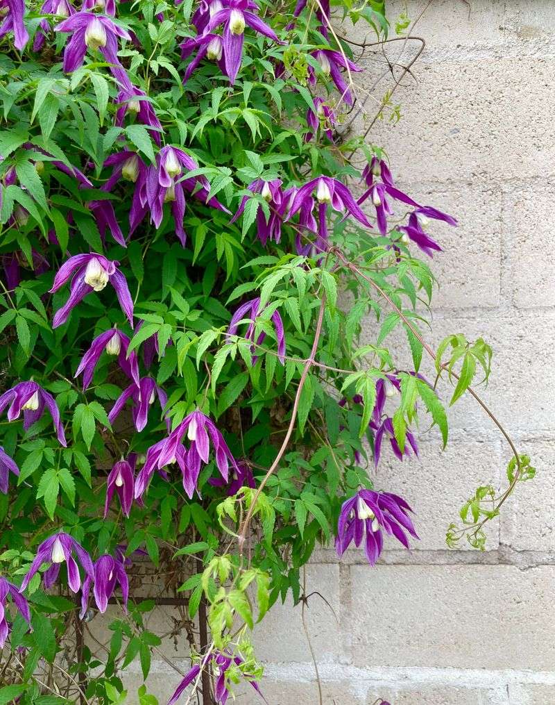 Signs Your Clematis Was Pruned Incorrectly Signs Your Clematis Was Pruned Incorrectly