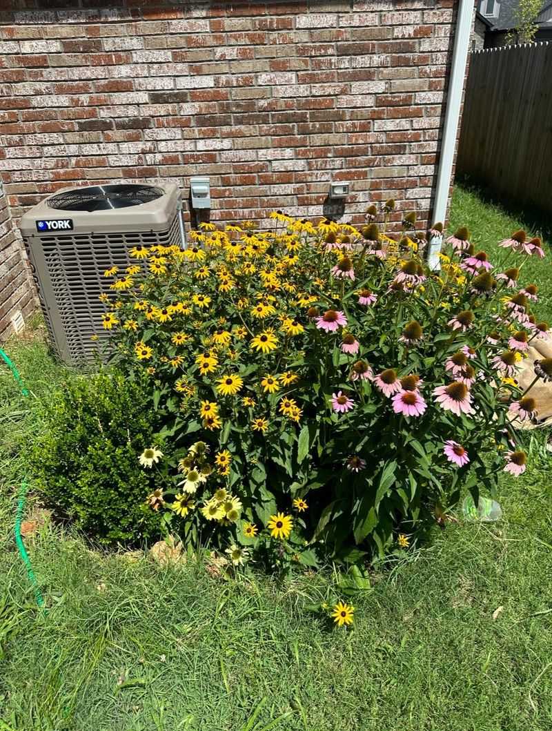 Signs Your Coneflowers Have Outgrown Their Space