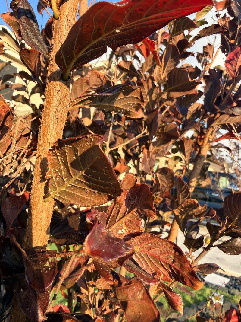 Signs Your Crape Myrtle Won't Have Time For Another Bloom Signs Your Crape Myrtle Won't Have Time For Another Bloom