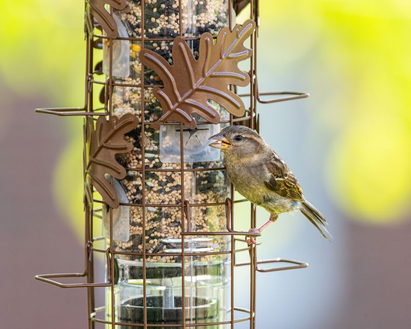 Signs Your Feeder Needs Attention Signs Your Feeder Needs Attention