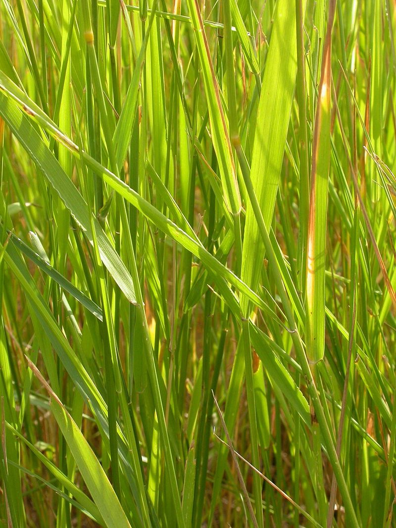 Signs Your Garden Already Has An Infestation