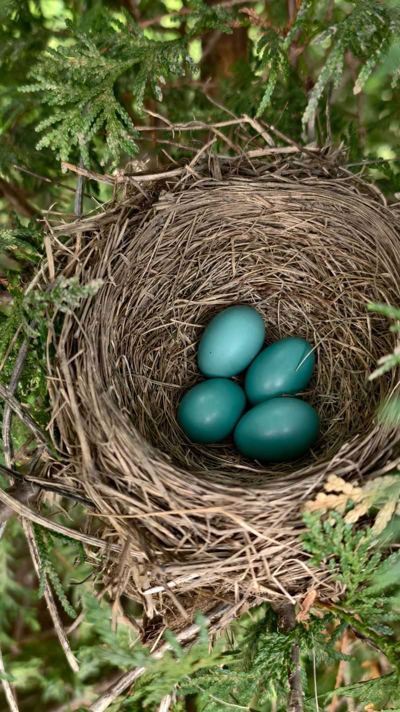 Signs Your Garden Could Become a Nesting Site