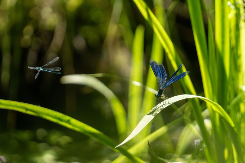 Signs Your Garden Has A Healthy Dragonfly Population Signs Your Garden Has A Healthy Dragonfly Population