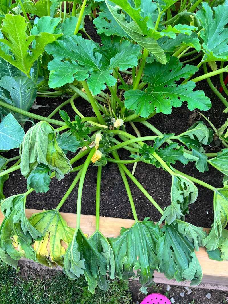 Signs Your Garden Is Already Showing Heat Stress Signs Your Garden Is Already Showing Heat Stress
