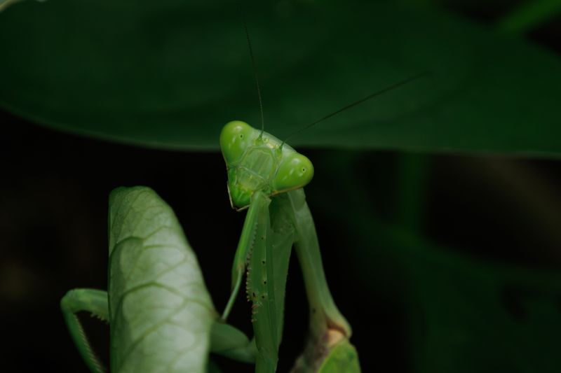 Signs Your Garden Is Attracting Beneficial Insects Signs Your Garden Is Attracting Beneficial Insects