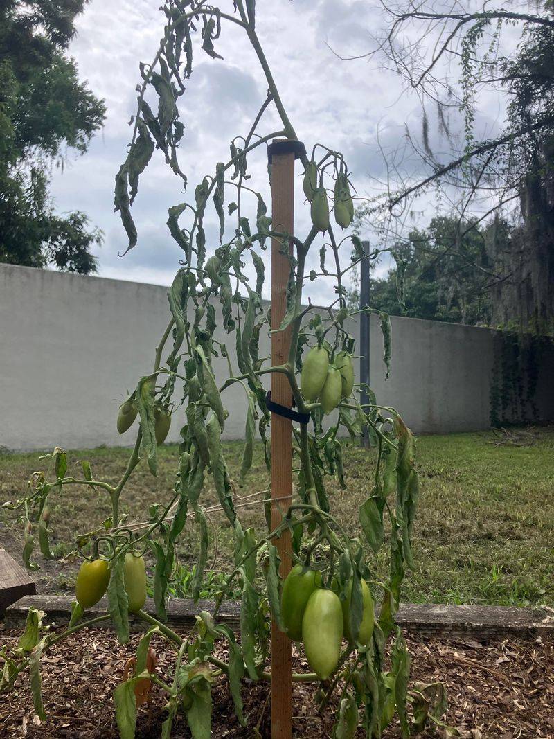 Signs Your Garden Still Needs The Extra Cover