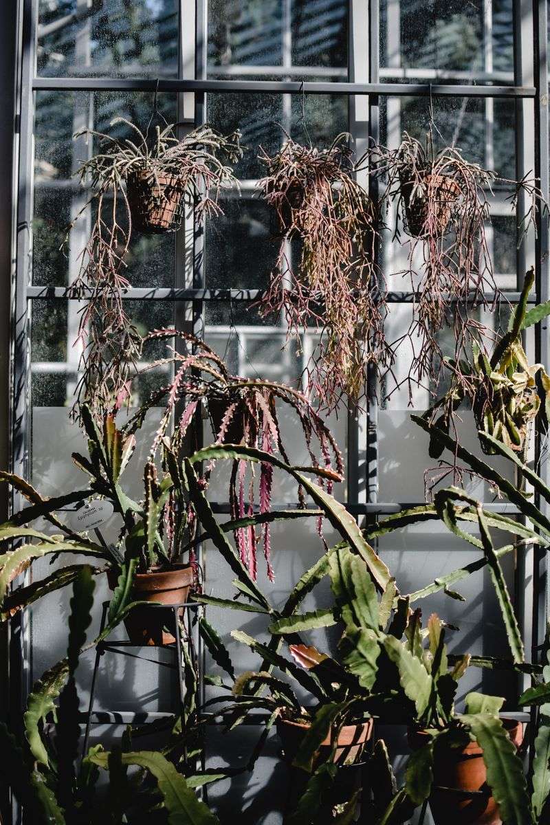 Signs Your Hanging Basket Needs Water Immediately