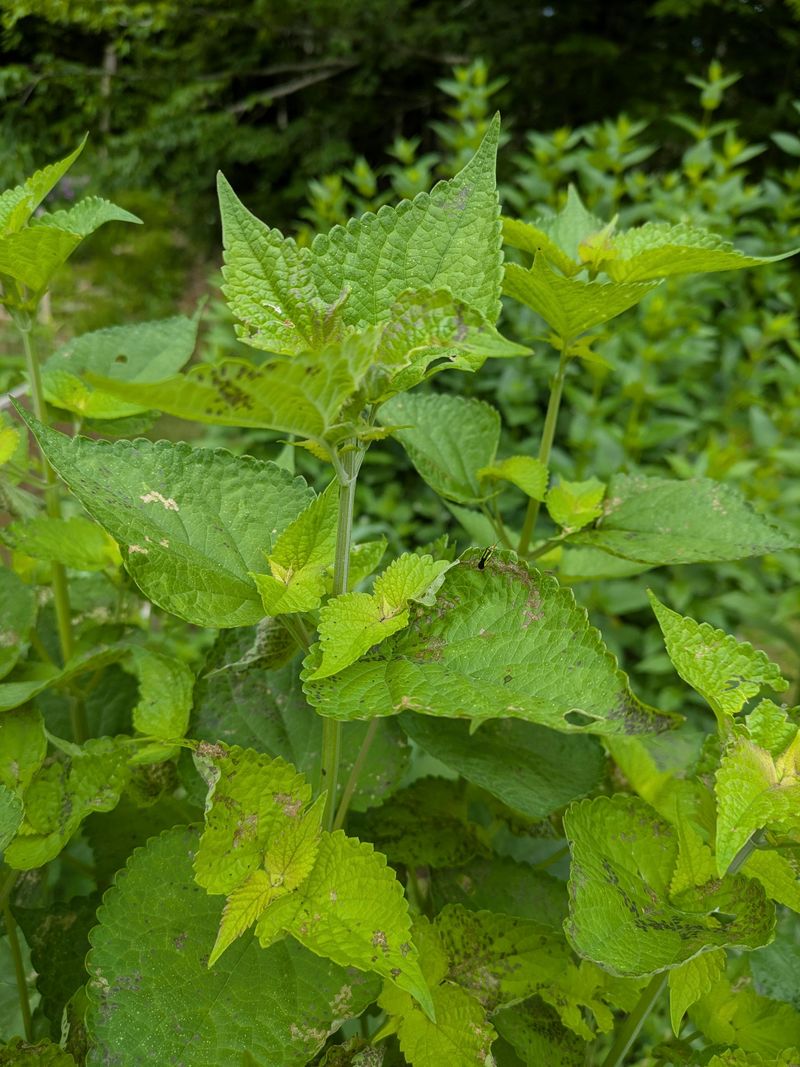 Signs Your Herbs Are Under Active Attack Signs Your Herbs Are Under Active Attack