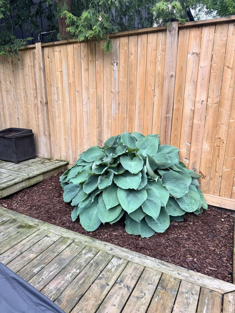 Signs Your Hosta Clump Is Ready To Split Signs Your Hosta Clump Is Ready To Split