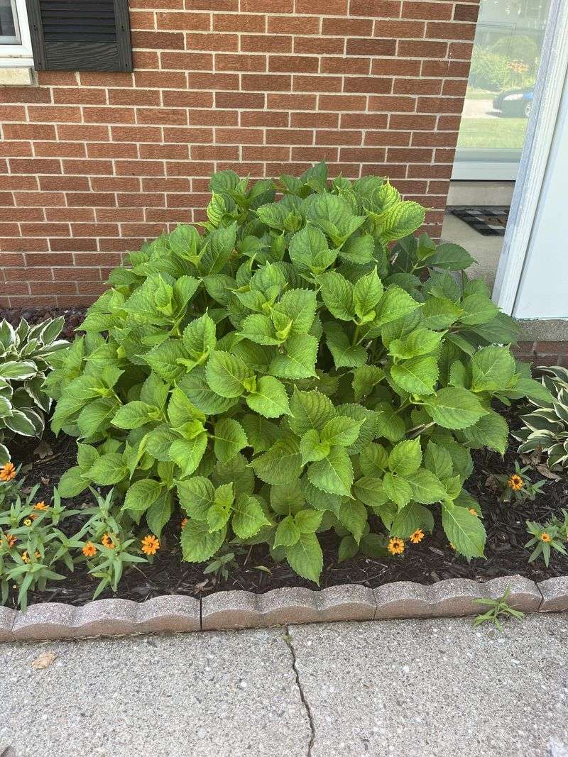 Signs Your Hydrangea Was Cut Too Late