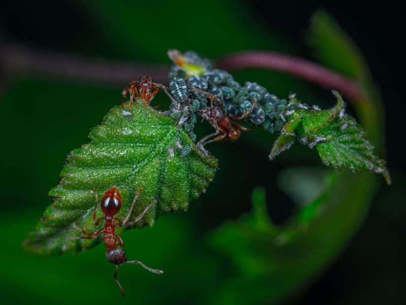 Signs Your Illinois Garden Has An Aphid Problem