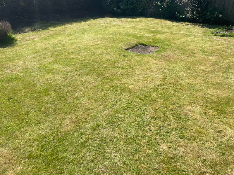 Signs Your Lawn Is Already Stressed Signs Your Lawn Is Already Stressed