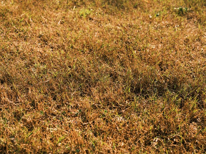 Signs Your Lawn Is Suffering From Improper Mowing