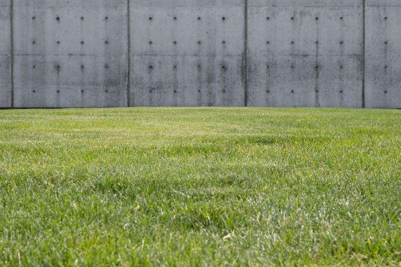 Signs Your Lawn Is Thinning Before Fall