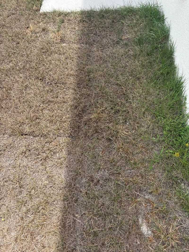 Signs Your Lawn Needs More Than Just Time