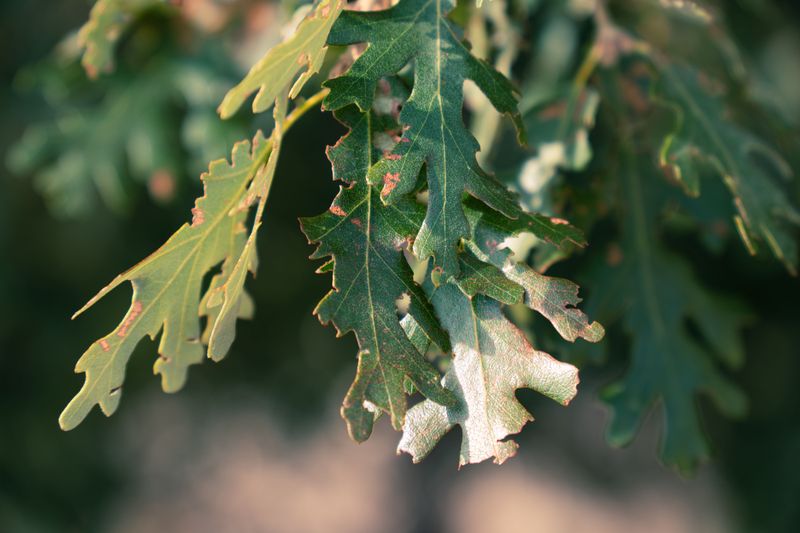 Signs Your Oak Tree Needs Attention Signs Your Oak Tree Needs Attention