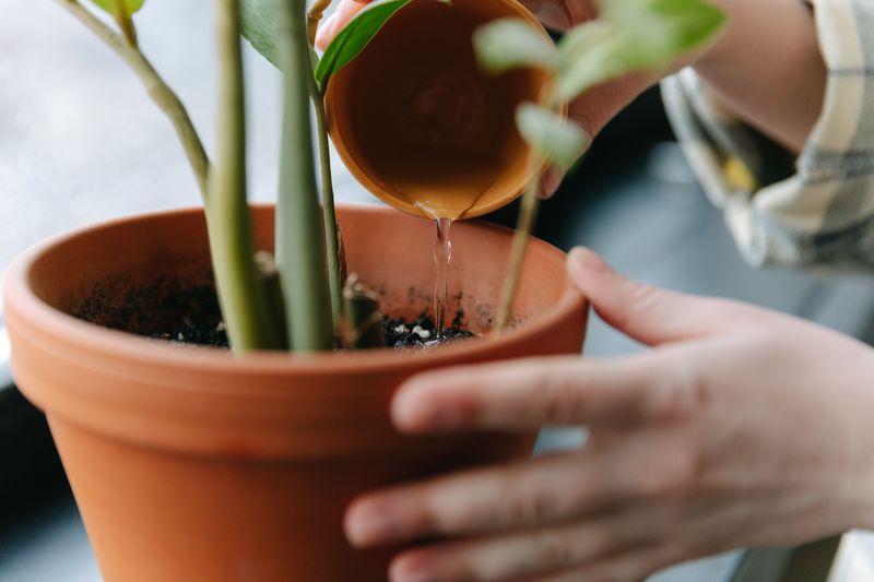 Signs Your Plant Is Struggling From Too Much Water Signs Your Plant Is Struggling From Too Much Water