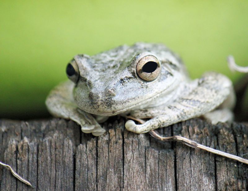 Signs Your Porch Is A Frog-Friendly Habitat