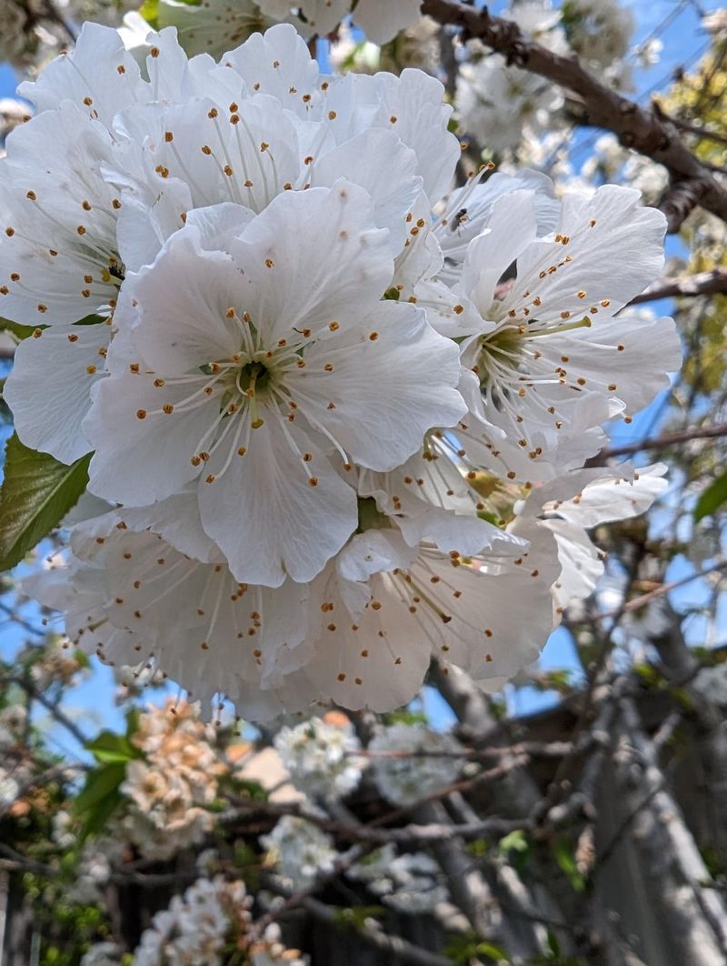 Signs Your Property Has Bradford Pear Growth