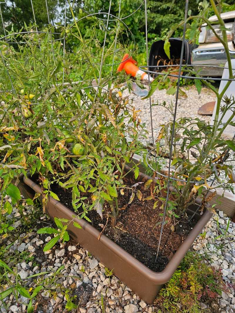Signs Your Raised Bed Needs Attention Before Fall Planting