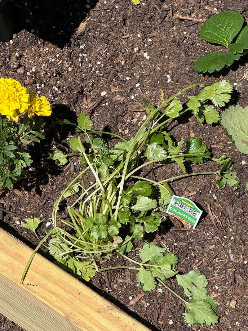 Signs Your Raised Bed Soil Is Bone Dry