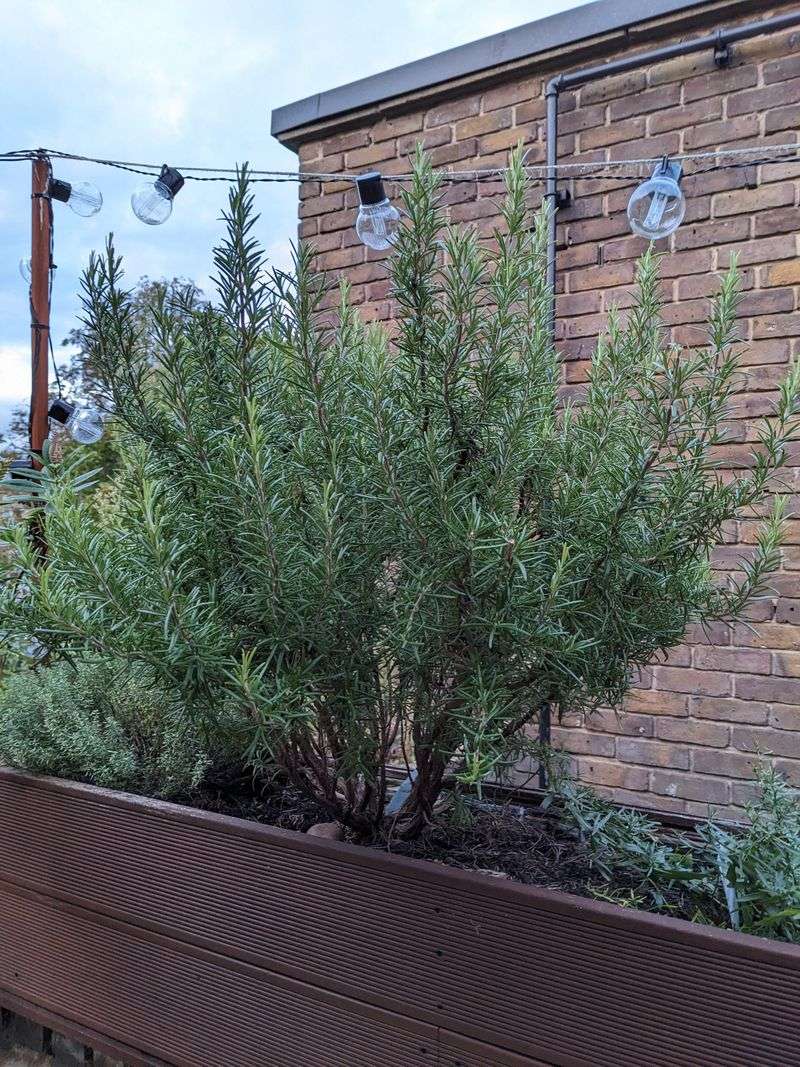 Signs Your Rosemary Is Already Too Leggy