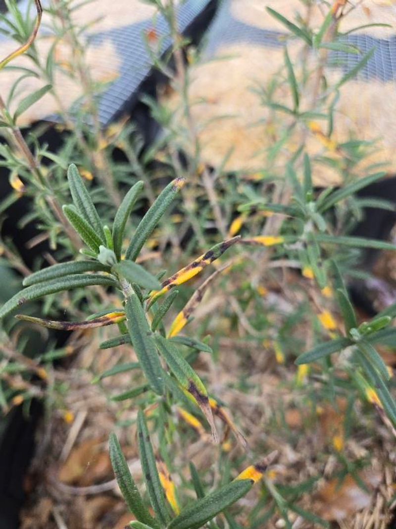 Signs Your Rosemary Needs Attention