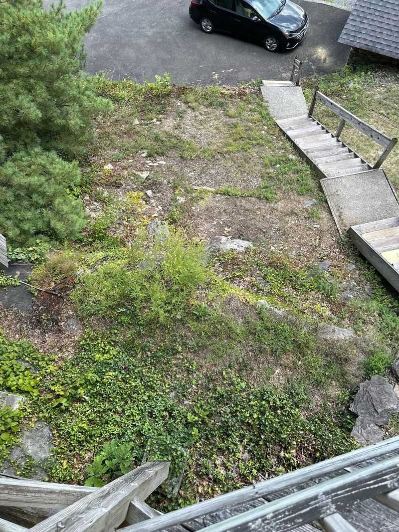 Signs Your Shade Bed Is Ready For A New Groundcover