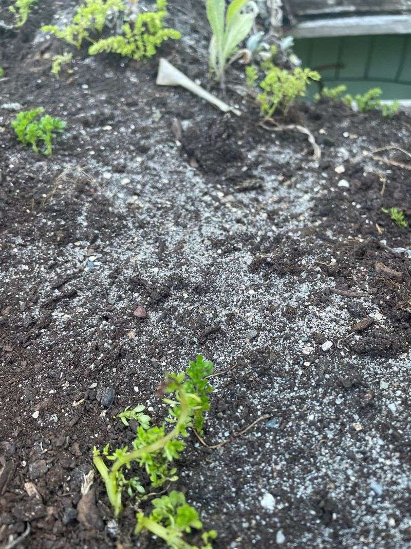Signs Your Soil Has A Salt Buildup Problem Signs Your Soil Has A Salt Buildup Problem