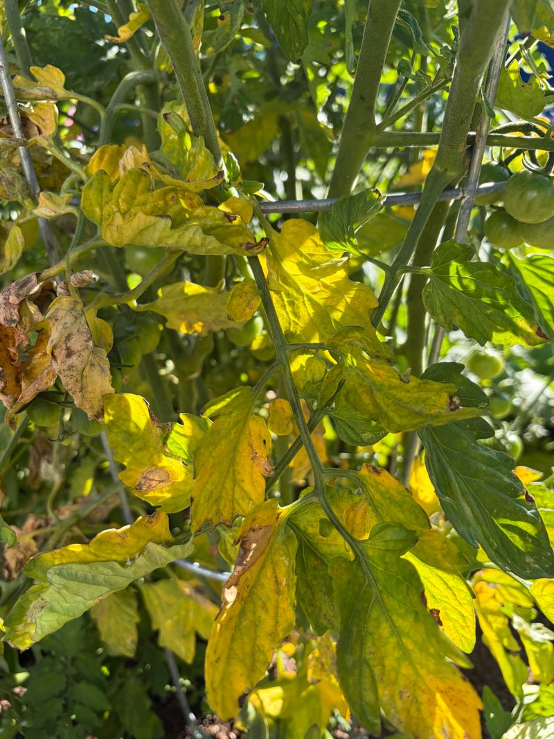 Signs Your Soil Was Already Lacking It Signs Your Soil Was Already Lacking It