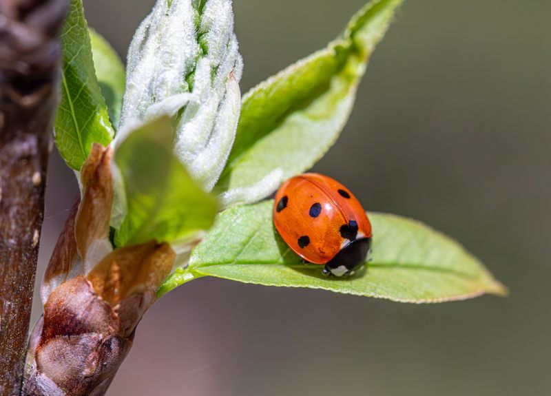 Signs Your Tomato Patch Has A Healthy Ecosystem Signs Your Tomato Patch Has A Healthy Ecosystem