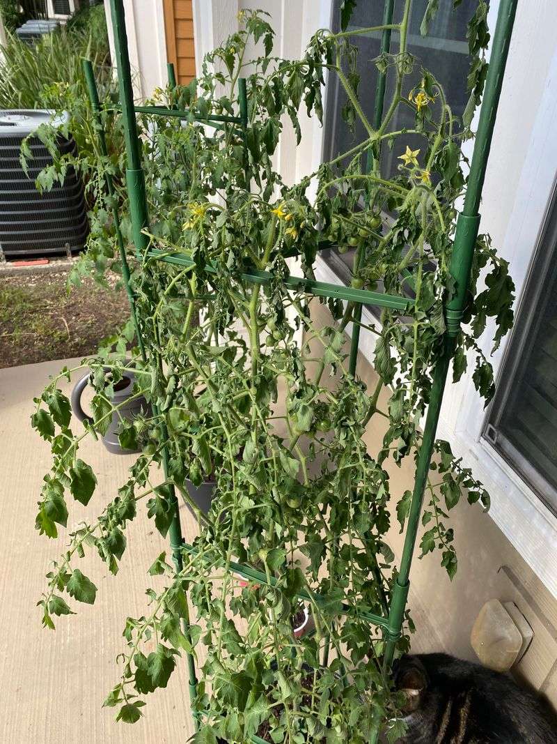 Signs Your Tomato Plants Are Struggling From Overfeeding Signs Your Tomato Plants Are Struggling From Overfeeding