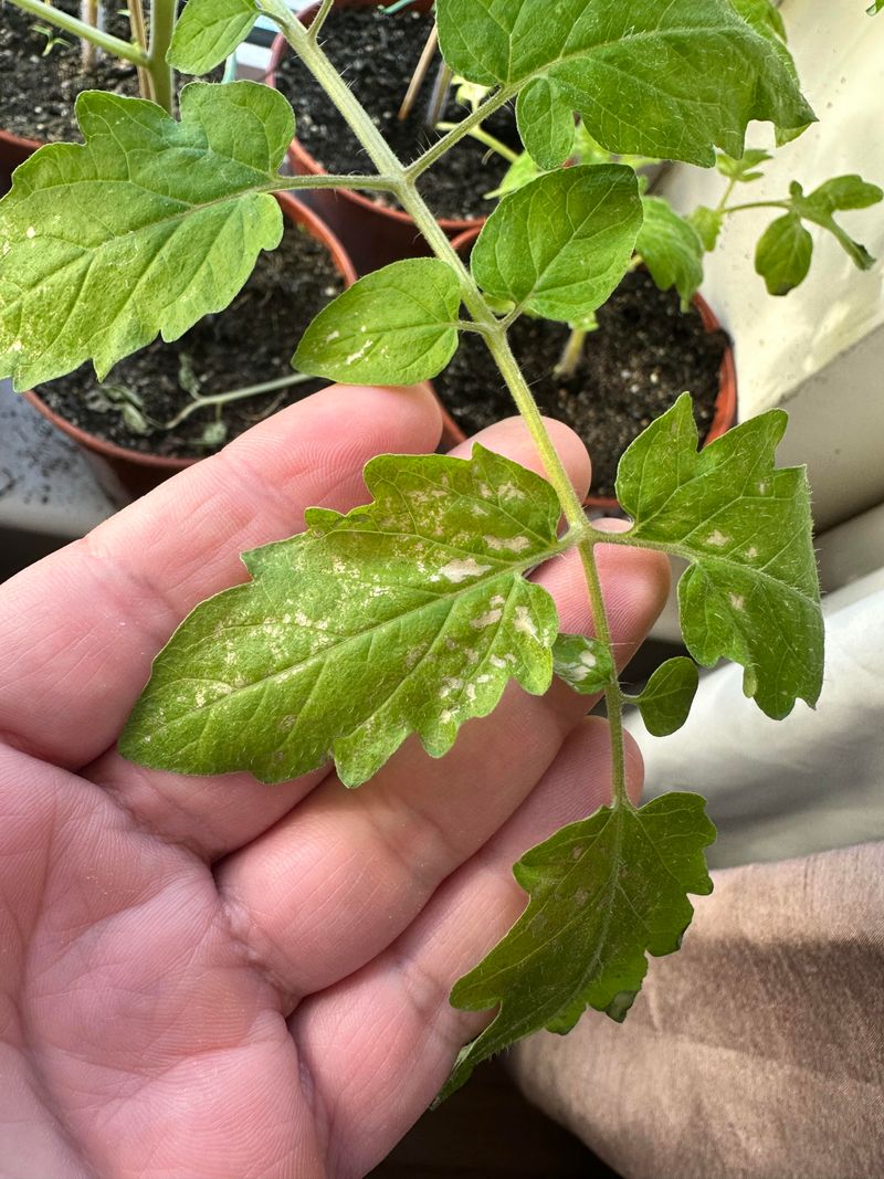Signs Your Tomatoes Are Already Under Pressure