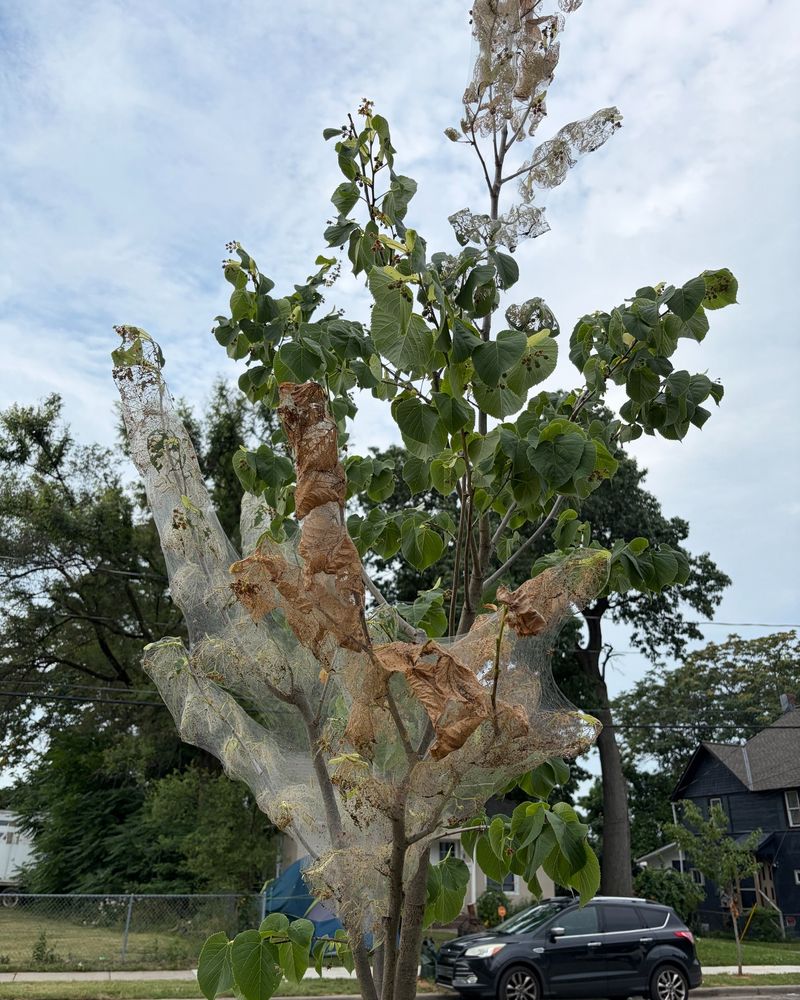 Signs Your Trees Are Dealing With More Than Spiders