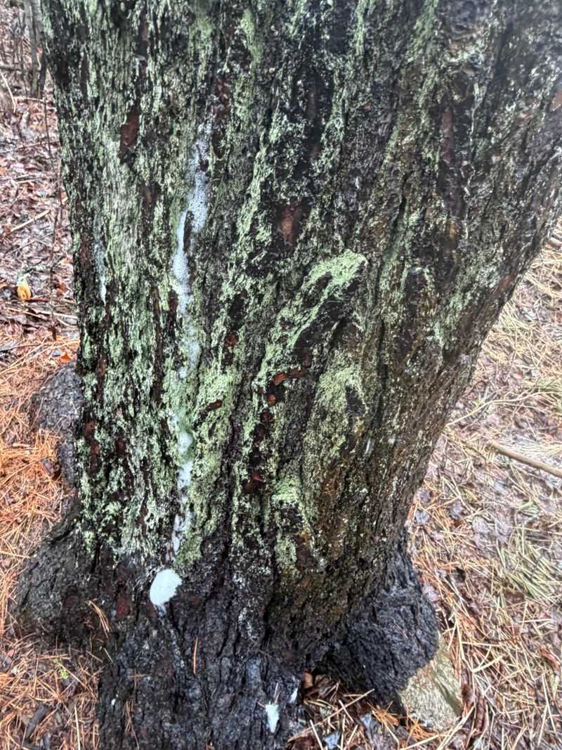 Signs Your Trees May Already Be Affected Signs Your Trees May Already Be Affected