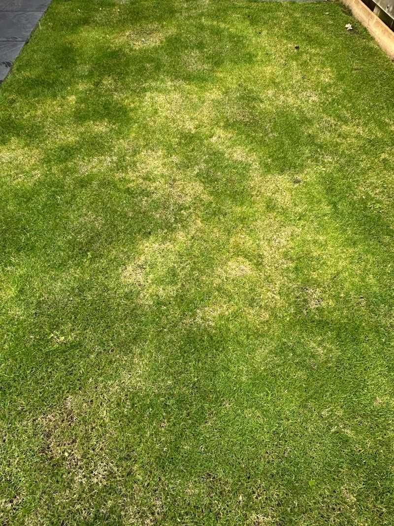 Signs Your Turf Is Struggling Below The Surface