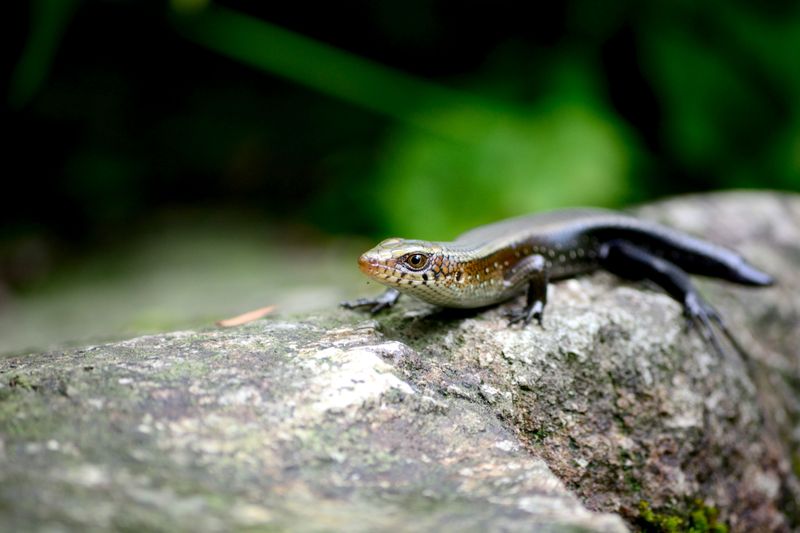 Signs Your Yard Attracts Skinks
