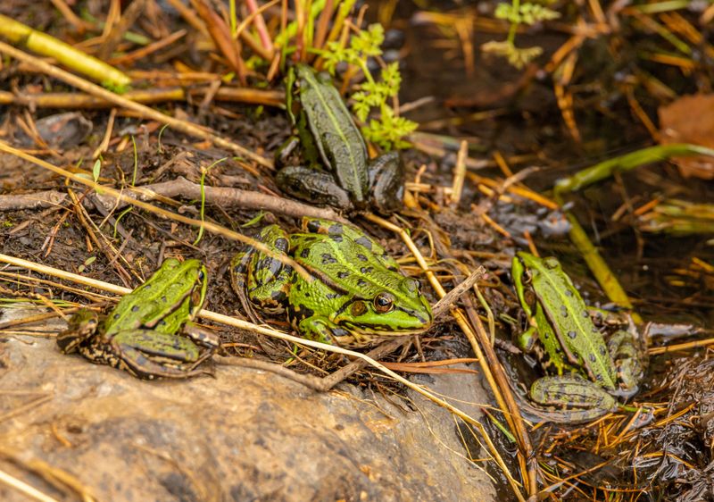 Signs Your Yard Is A Frog Habitat
