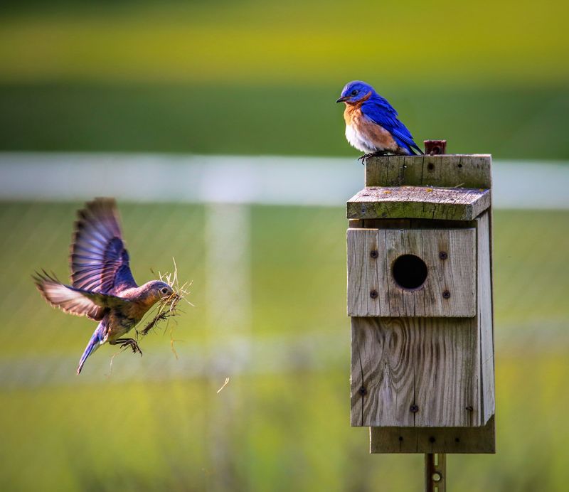 Signs Your Yard Is Becoming Bluebird Habitat