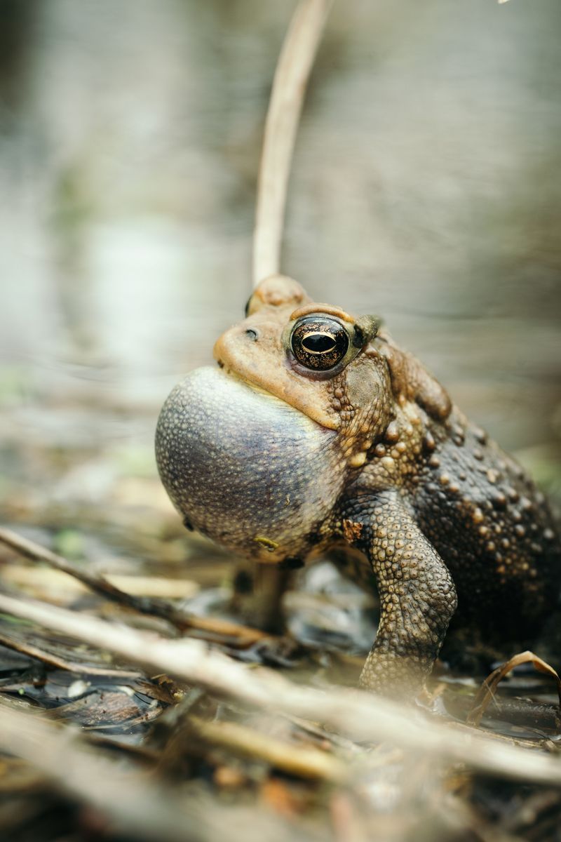 Signs Your Yard Is Becoming More Toad Friendly Signs Your Yard Is Becoming More Toad Friendly