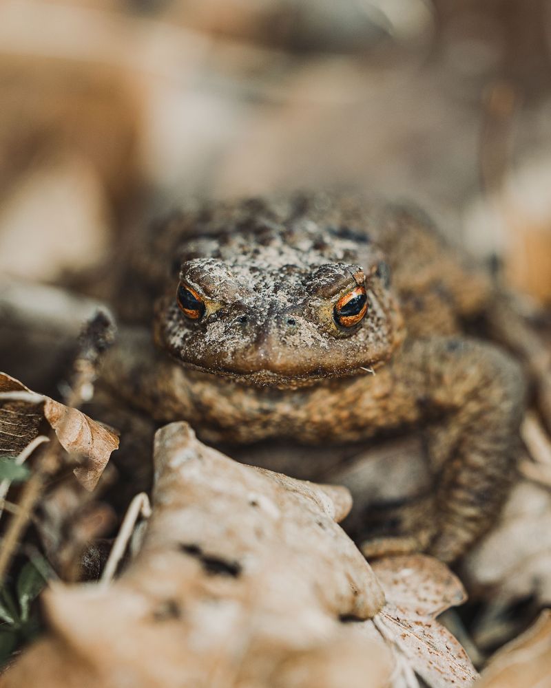 Signs Your Yard Is Healthy Enough To Host A Toad Signs Your Yard Is Healthy Enough To Host A Toad