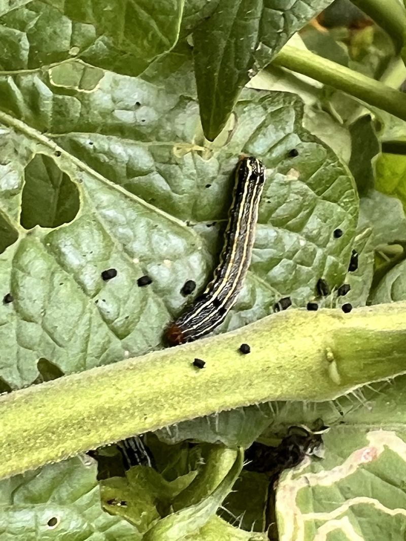 Signs You're Dealing With A Resistant Strain, Not Just Bad Luck