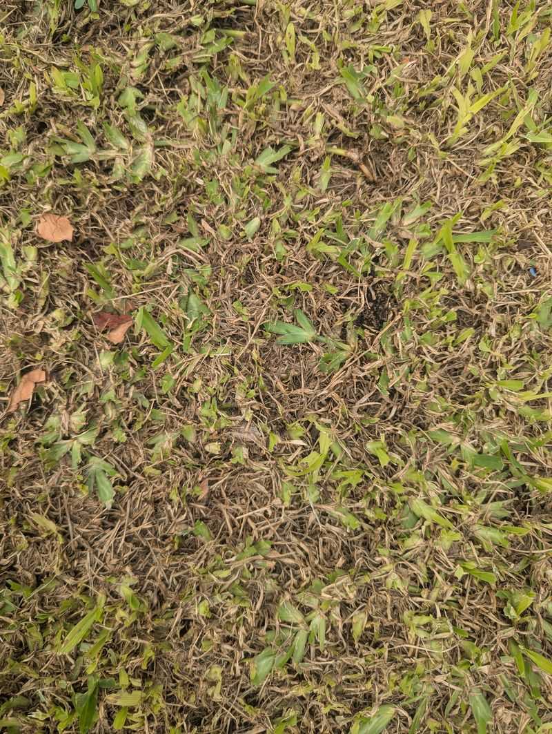 Signs You're Giving Your Lawn Too Much Water Signs You're Giving Your Lawn Too Much Water