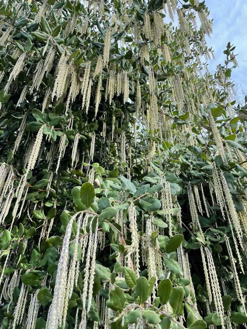Silk Tassel Bush Handling Rain And Summer Heat