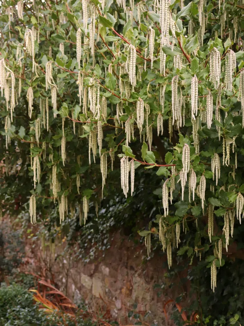 Silk Tassel Bush Making A Soft Evergreen Screen