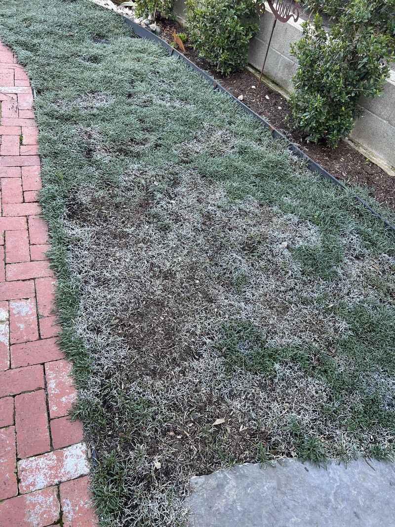 Silver Carpet Hugging Hot Soil Without Complaining